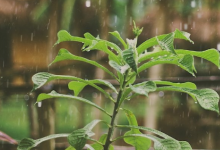在意外的轉(zhuǎn)折中植物在下雨時會進入緊急狀態(tài)