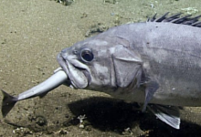 科學(xué)家捕捉到吞噬整個(gè)鯊魚(yú)的稀有深海魚(yú)類鏡頭