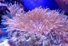海洋酸化有深海礁石崩塌的風(fēng)險