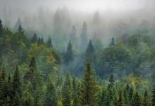 研究強調了鼓勵地球森林自然再生的緩解氣候變化的潛力