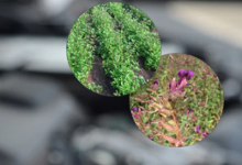 在科學的幫助下 植物促進了可生物降解的基礎油的發(fā)展