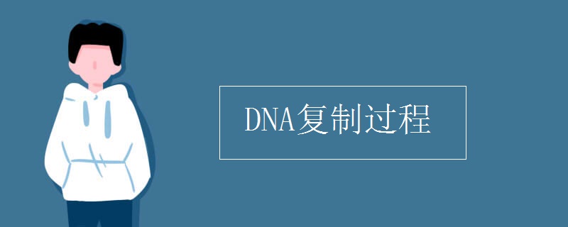DNA復制過程