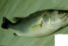 日常生活:常見(jiàn)的海魚(yú)你認(rèn)識(shí)多少