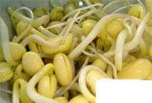 日常生活:家庭自制黃豆芽 在家自己生黃豆芽