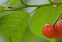 日常生活：吃櫻桃對(duì)身體有什么好處和壞處