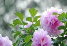 日常生活：洛陽牡丹花什么時(shí)候開