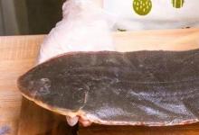日常生活:巴沙魚片和龍利魚片的區(qū)別是什么