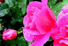 日常生活:月季花扦插時(shí)間和方法是什么