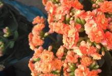 日常生活:長壽花為什么致癌
