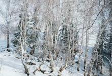 日常生活：大雪過后為什么會覺得格外寂靜
