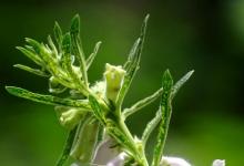 日常生活:芝麻開(kāi)花歇后語(yǔ)的下一句是什么