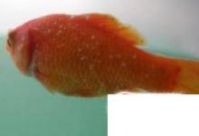 日常生活:金魚身上有很多白點(diǎn)怎么辦