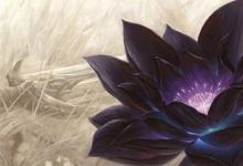 日常生活:黑蓮花是什么意思