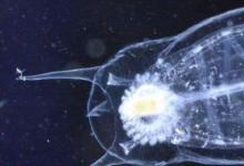 日常生活：海洋里數(shù)量最多的生物是什么