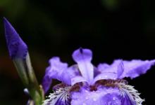 日常生活：鳶尾花的花語是什么