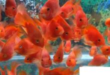 日常生活：紅鸚鵡魚怎么養(yǎng)