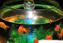日常生活:新手如何養(yǎng)魚