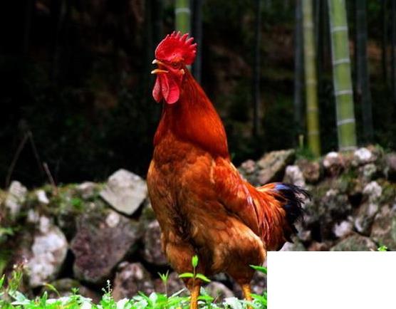 公雞一般什么時(shí)候打鳴？