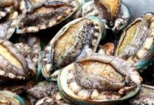 日常生活:人們吃鮑魚(yú)主要是吃它的什么部位