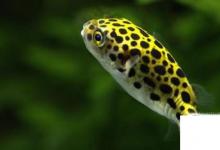 日常生活:潛水艇魚(yú)怎么養(yǎng)