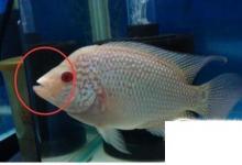 日常生活：怎樣區(qū)別珍珠羅漢魚(yú)與金花羅漢魚(yú)