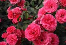 日常生活:月季花的養(yǎng)殖方法和注意事項是什么