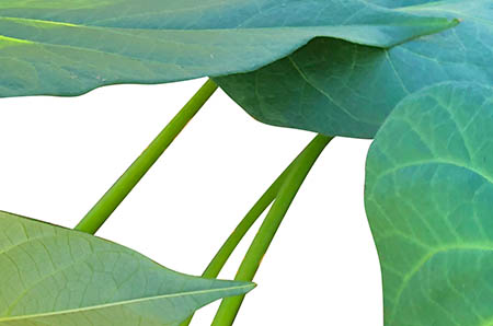 獼猴桃簡(jiǎn)筆畫(huà)怎么畫(huà)5