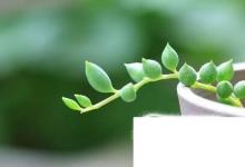 日常生活：情人淚的養(yǎng)殖方法和注意事項