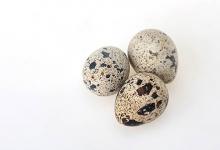 山茶花簡(jiǎn)筆畫步驟