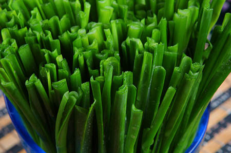 植物多肉簡(jiǎn)筆畫(huà)的畫(huà)法5