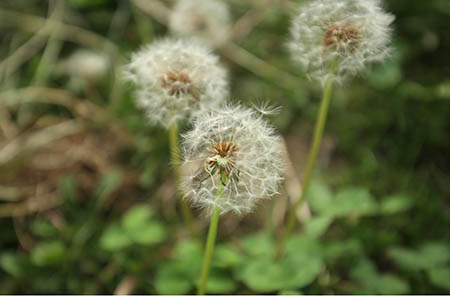 卡通水仙花簡筆畫的畫法6