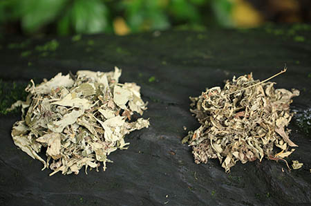 卡通水仙花簡筆畫的畫法5