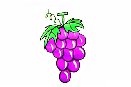 葡萄彩色簡(jiǎn)筆畫的畫法4