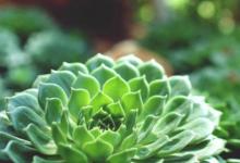 日常生活:立夏的來(lái)歷和風(fēng)俗是什么