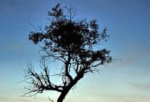 日常生活:南柯一夢(mèng)中的南柯指的是什么