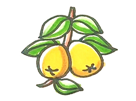 如何畫(huà)枇杷簡(jiǎn)筆畫(huà)步驟4