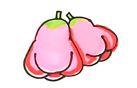 蓮霧簡(jiǎn)筆畫畫法及涂色4