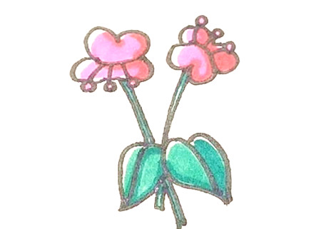 蝴蝶蘭簡(jiǎn)筆畫步驟圖解4
