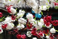 日常生活:一樹梨花壓海棠什么意思