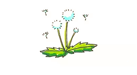 彩色蒲公英簡(jiǎn)筆畫的畫法4