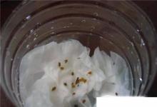 日常生活：陽(yáng)臺(tái)種菜蔬菜種子如何催芽、育苗