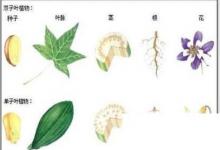 日常生活:?jiǎn)巫尤~和雙子葉的區(qū)別是什么