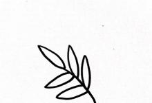 含羞草簡(jiǎn)筆畫(huà)步驟圖
