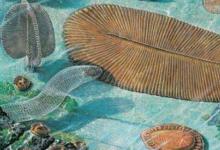 日常生活：為什么埃迪卡拉生物群奇妙無比