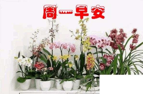 周一祝福短信溫馨