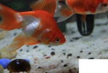日常生活：金魚除了吃魚食還可以吃什么