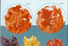 手工制作風(fēng)信子的手工制作方法