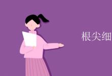 教育資訊:根尖細(xì)胞有葉綠體嗎