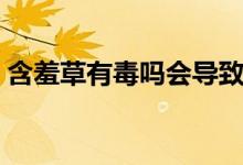 含羞草有毒嗎會(huì)導(dǎo)致人過敏（含羞草有毒嗎）
