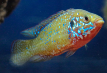 孔雀魚的馬賽克大腦進(jìn)化有助于解釋脊椎動物的認(rèn)知進(jìn)化